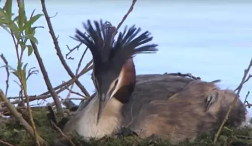"È l'uccello del secolo": il folle concorso dietro la vittoria del pūteketeke