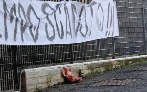 Spezia choc: testa di maiale davanti alla sede del club