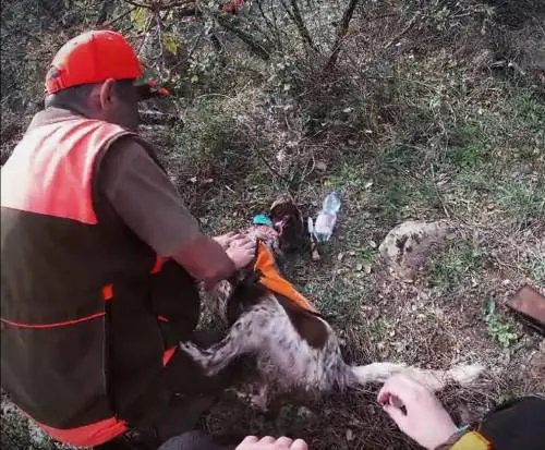 Il cane ha un infarto: il suo padrone gli salva la vita con un massaggio e una pastiglia
