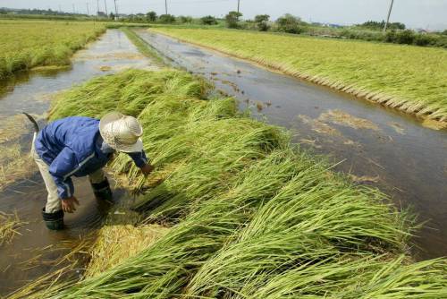 La Cina è la grande risaia del mondo