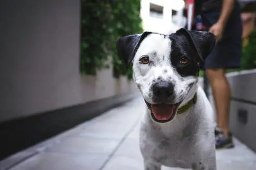 Arriva l'"elisir" che allunga la vita ai cani. Regala un anno in più e li fa sentire bene