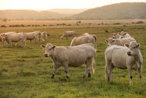 Mucche troppo rumorose e fattorie puzzolenti: boom di denunce in Francia