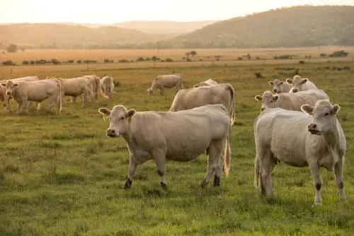 Mucche troppo rumorose e fattorie puzzolenti: boom di denunce in Francia