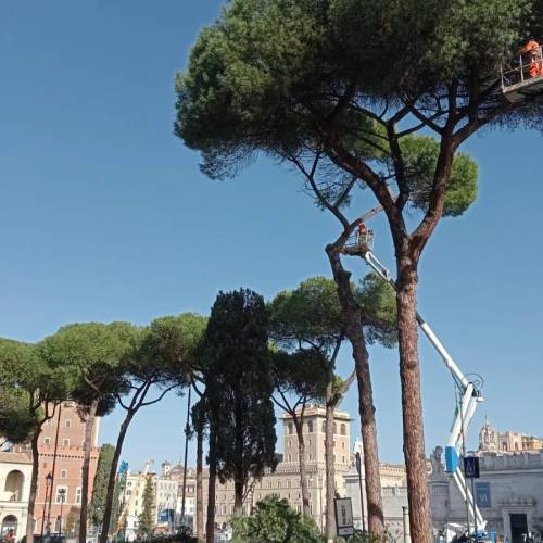 Sgarbi: "Il Comune devasta Roma...". La polemica sui pini abbattuti