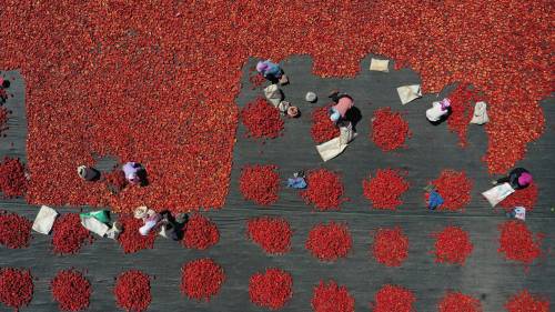 Raccolta dei pomodori nella regione cinese dello Xinjang.