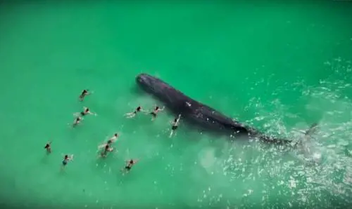 Il capodoglio si avvicina alla spiaggia e i bagnanti lo accarezzano: follia in Australia