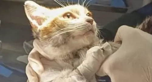 Gatto Leone, la psichiatra: "Il killer potrebbe tornare a uccidere". E spunta una taglia