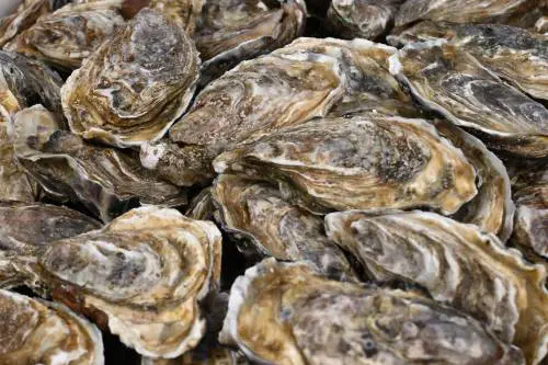 Francia, Capodanno con l’incubo ostriche: troppe intossicazioni, stop alle vendite