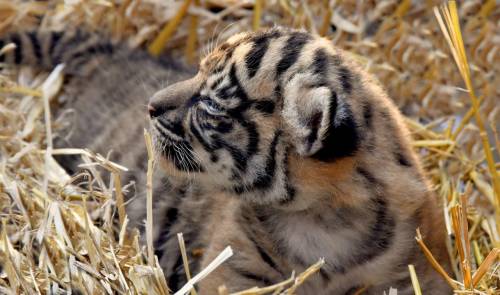 La cucciola di tigre di Sumatra nata al Bioparco