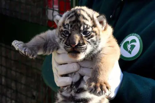 Fiocco rosa al Bioparco, nata una rara cucciola di tigre di Sumatra