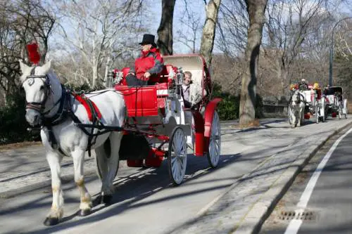 "La carrozza è sfruttamento, via i cavalli dal centro". La battaglia degli animalisti