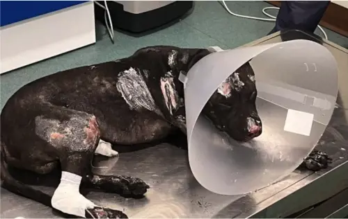 Aron non ce l'ha fatta, morto il pitbull bruciato vivo dal padrone