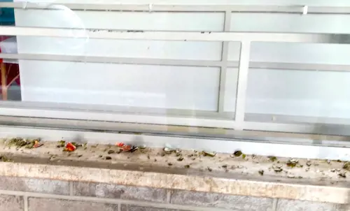 "Atto violento": l'assalto dei vandali alla sede di Fratelli d'Italia a Ferrara