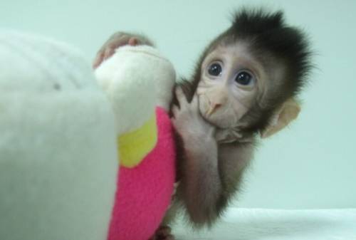 Vive due anni la prima scimmia clonata, un enorme passo avanti per comprendere anche l'infertilità umana