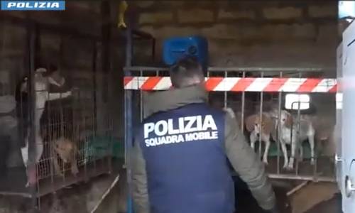 Sporchi e senza cibo, la polizia salva i cani incatenati in un fabbricato abusivo