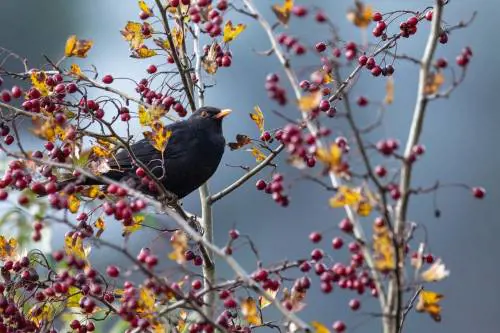 Giorni della Merla, curiosità e tradizioni dei giorni più freddi dell’inverno