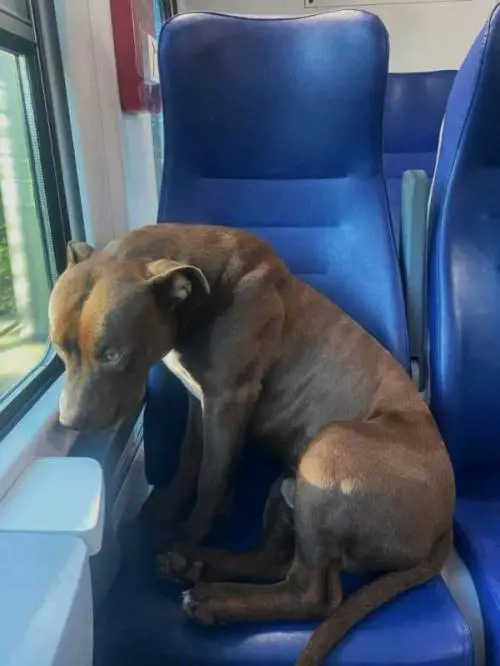 Pitbull prende il treno per Venezia e si accomoda sul sedile: "Roky in gita da solo"
