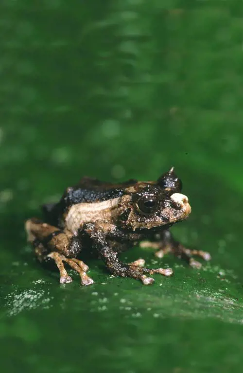 "Rane, scimmie, polpi: una varietà bestiale"