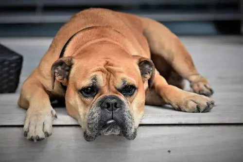Animali domestici, boom (anche di assicurazioni): 7 consigli prima di scegliere