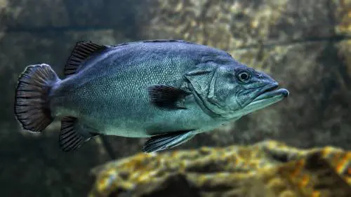 Tmau: cos’è la "sindrome da odore di pesce"