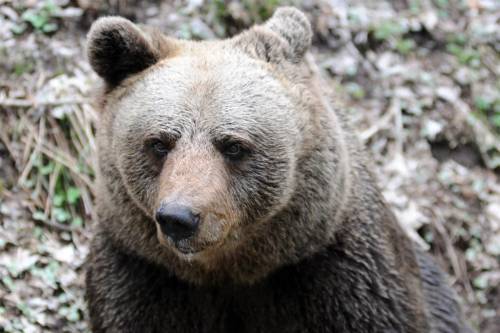 Il blitz di Fugatti. Ucciso l'orso M90. "Era pericoloso". Ira animalista
