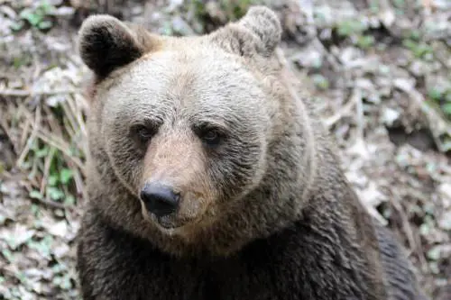 Il blitz di Fugatti. Ucciso l'orso M90. "Era pericoloso". Ira animalista