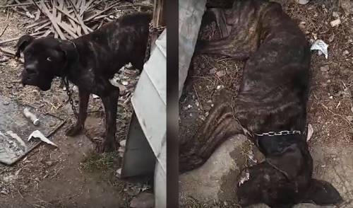  Cani incatenati, denutriti e uno morto di fame: l'orrore a Cagliari 