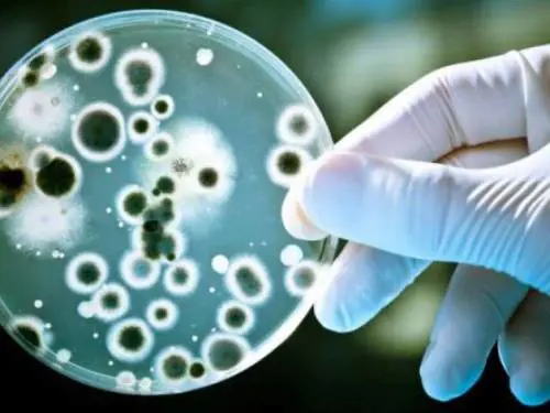È allarme per il Klebsiella: i rischi e come prevenire il batterio che spaventa l'Europa