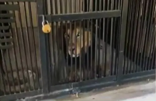 "Voleva fare un selfie col leone". Ma l'animale reagisce così. Choc allo zoo