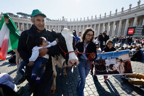 La protesta dei trattori arriva a San Pietro, il Papa "accoglie" la mucca Ercolina