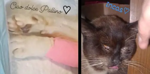 Sparano con la carabina e uccidono il gatto Pallino. Orrore a La Spezia