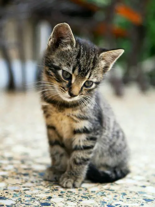 Amare gli animali ci rende più umani