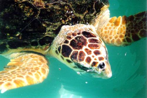  Mangiano carne di tartaruga marina: 9 morti e 78 persone ricoverate a Zanzibar 