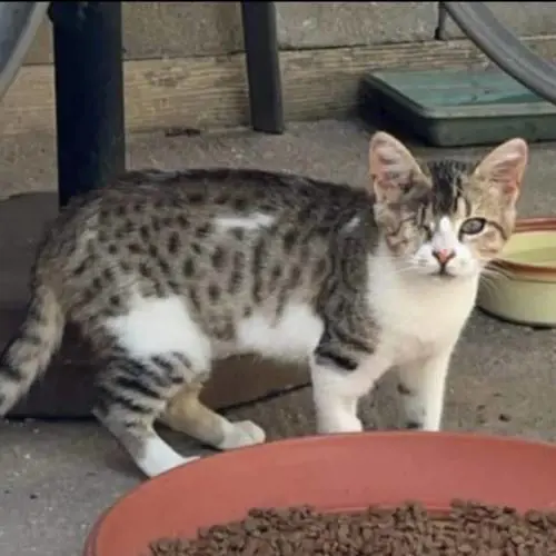 Una foto di Rodri condivisa su Facebook dalla sua proprietaria