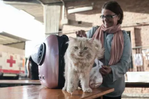 La cura si fa col gatto: pet therapy in corsia