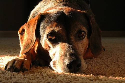 Alabama Rot, la "malattia carnivora" che uccide i cani: quali sono i sintomi e come proteggere i nostri amici a quattro zampe
