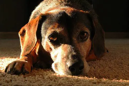 Brescia, la rapina in villa e l'orrore: così i ladri hanno ucciso a calci l'anziano cane 