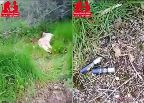 Uccisa a fucilate, la cagnolina era la mascotte del centro commerciale, orrore in Sardegna