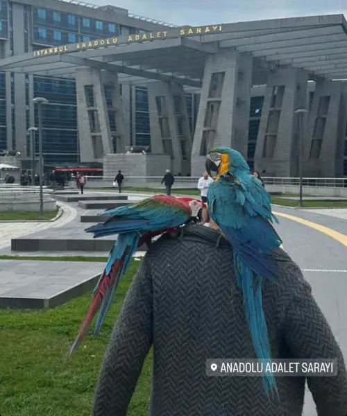 "Non c'è, vieni". I pappagalli chiamati a testimoniare nel processo per divorzio