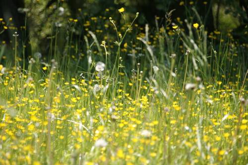 È scoppiata la pollinosi: cos’è e come si interviene