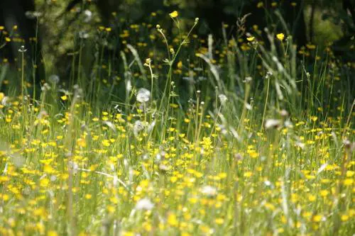 È scoppiata la pollinosi: cos’è e come si interviene