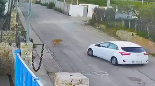 Pensionato investe di proposito e uccide una cagnolina, il video choc