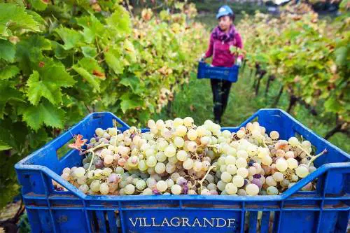 Il nostro Vinitaly 2024. I bianchi/2