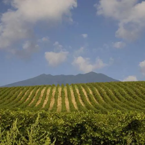 Il nostro Vinitaly 2024. I rosati