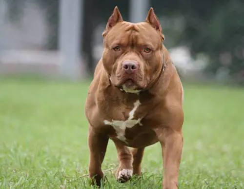 Positivo all'hashish il padre della bimba di 9 mesi uccisa dal Pitbull