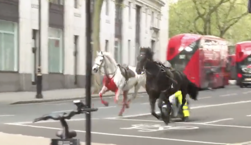 I cavalli di re Carlo in fuga in centro. Scontri, danni e feriti: caos a Londra