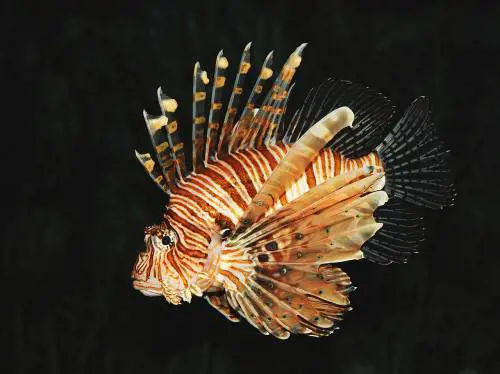 Allarme specie aliene, il Pesce leone invade il mar Mediterraneo