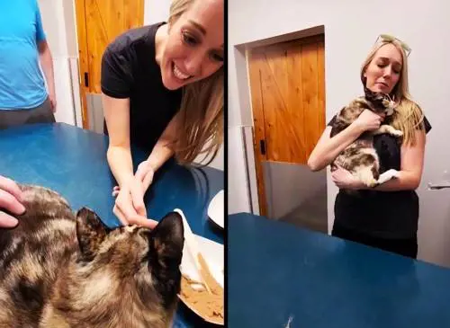 Gatta scomparsa rinvenuta in un pacco Amazon. Salvata dal microchip