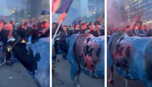 Mucca nerazzurra per festeggiare lo scudetto: bufera sui tifosi dell'Inter