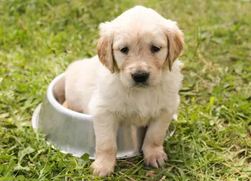 Arriva l'alt al puppy yoga: il mistero della Salute sta coi cuccioli